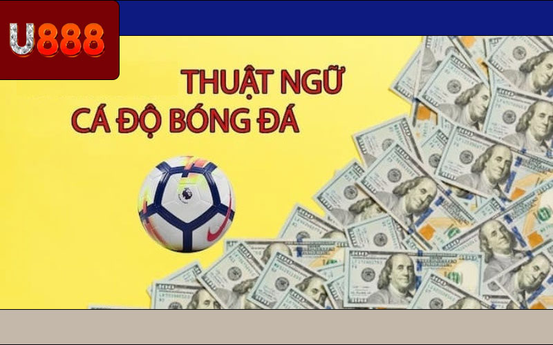 Các Thuật Ngữ Cá Cược Thể Thao Cho Người Nhập Môn